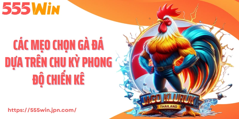 Các mẹo chọn gà đá dựa trên chu kỳ phong độ chiến kê