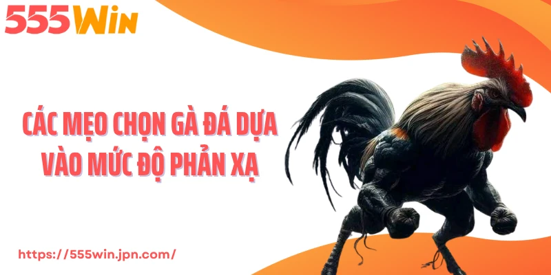 Các mẹo chọn gà đá dựa vào mức độ phản xạ