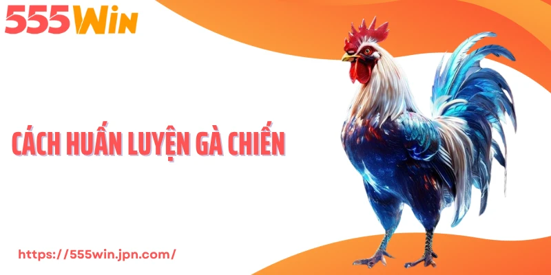 Cách Huấn Luyện Gà Chiến - Xây Sức, Luyện Đòn Cực Hiểm
