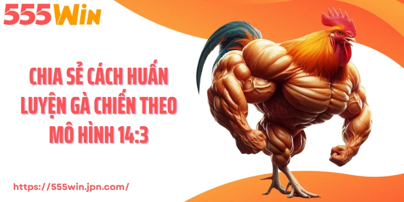 Chia sẻ cách huấn luyện gà chiến theo mô hình 14:3