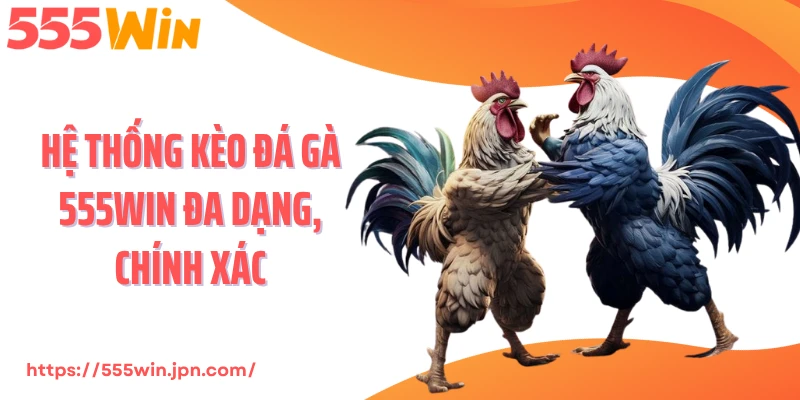 Hệ thống kèo đá gà 555Win đa dạng, chính xác