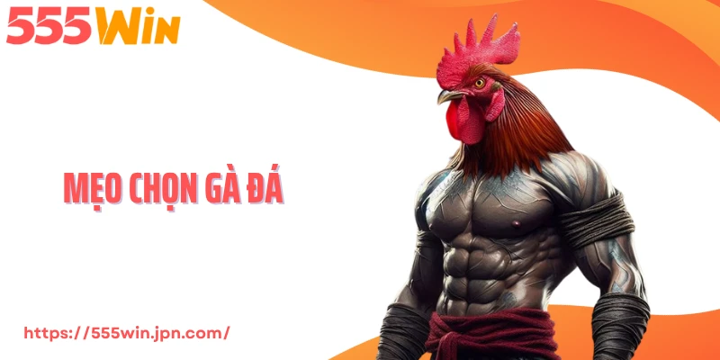 Mẹo Chọn Gà Đá 555Win - Bí Quyết Nhận Diện Chiến Kê Thắng 