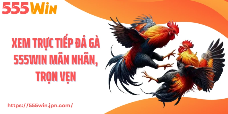 Xem trực tiếp đá gà 555Win mãn nhãn, trọn vẹn